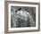 A Male Northern Cardinal Sits on a Pine Branch in Bainbridge Township, Ohio, January 24, 2007-Amy Sancetta-Framed Photographic Print