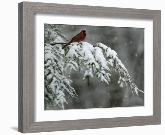 A Male Northern Cardinal Sits on a Pine Branch in Bainbridge Township, Ohio, January 24, 2007-Amy Sancetta-Framed Photographic Print