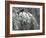 A Male Northern Cardinal Sits on a Pine Branch in Bainbridge Township, Ohio, January 24, 2007-Amy Sancetta-Framed Photographic Print