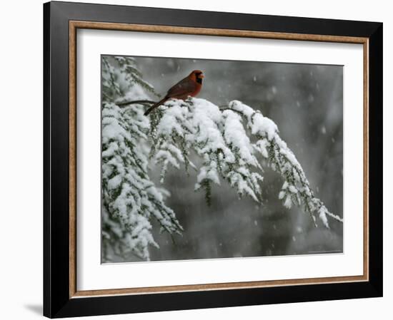 A Male Northern Cardinal Sits on a Pine Branch in Bainbridge Township, Ohio, January 24, 2007-Amy Sancetta-Framed Photographic Print