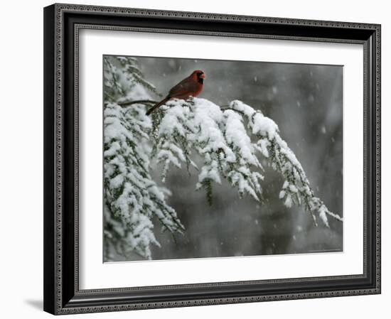 A Male Northern Cardinal Sits on a Pine Branch in Bainbridge Township, Ohio, January 24, 2007-Amy Sancetta-Framed Photographic Print