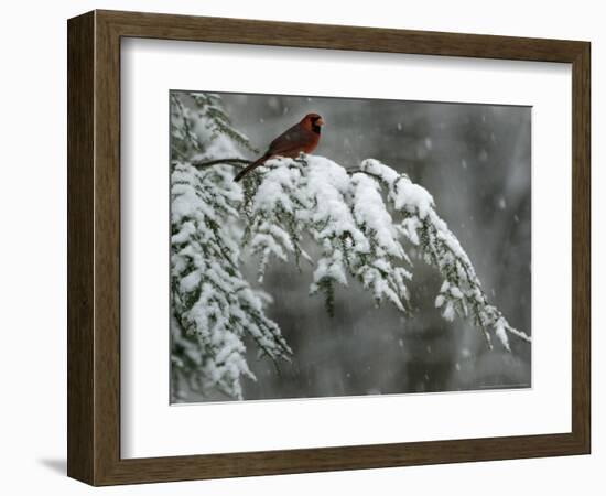 A Male Northern Cardinal Sits on a Pine Branch in Bainbridge Township, Ohio, January 24, 2007-Amy Sancetta-Framed Photographic Print