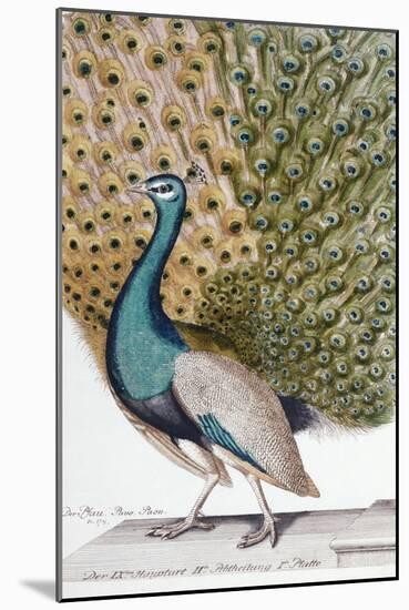 A Male Peacock in Full Display-Johann Leonhard Frisch-Mounted Giclee Print