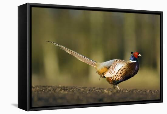 A Male Pheasant-Duncan Shaw-Framed Premier Image Canvas