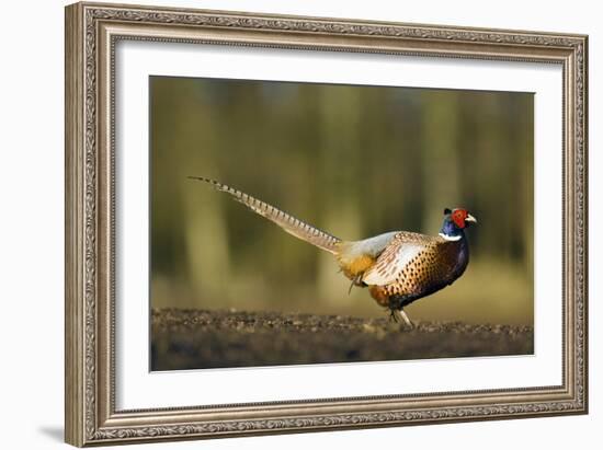 A Male Pheasant-Duncan Shaw-Framed Photographic Print