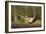 A Male Pheasant-Duncan Shaw-Framed Photographic Print