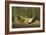 A Male Pheasant-Duncan Shaw-Framed Photographic Print