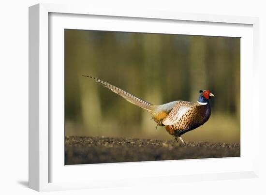 A Male Pheasant-Duncan Shaw-Framed Photographic Print
