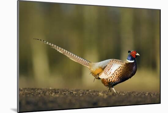 A Male Pheasant-Duncan Shaw-Mounted Photographic Print