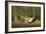 A Male Pheasant-Duncan Shaw-Framed Photographic Print