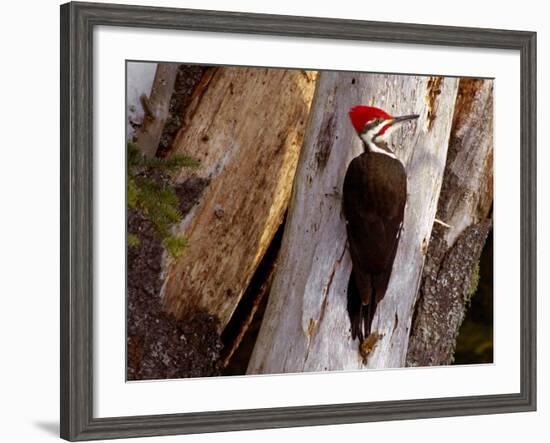 A Male Pileated Woodpecker Looks Around Before Boring into the Trunk of a Dead Pine-null-Framed Photographic Print