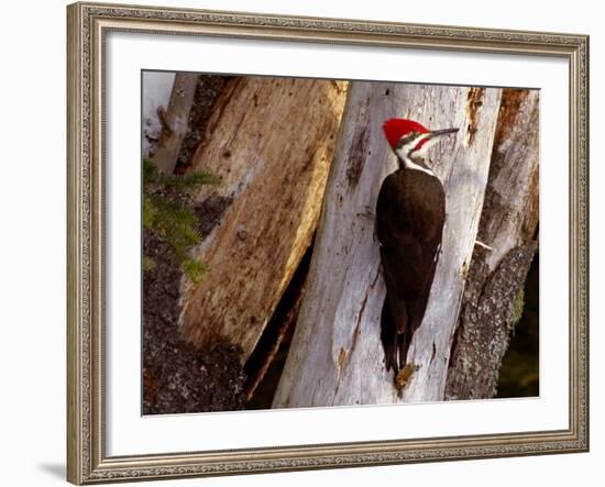 A Male Pileated Woodpecker Looks Around Before Boring into the Trunk of a Dead Pine-null-Framed Photographic Print