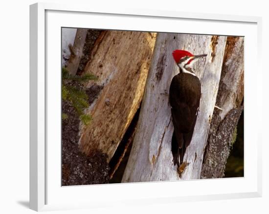 A Male Pileated Woodpecker Looks Around Before Boring into the Trunk of a Dead Pine-null-Framed Photographic Print