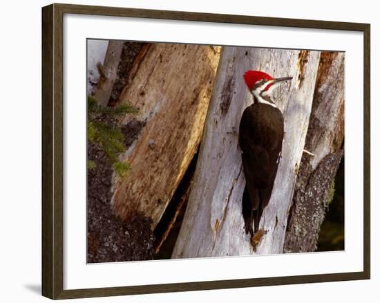 A Male Pileated Woodpecker Looks Around Before Boring into the Trunk of a Dead Pine-null-Framed Photographic Print