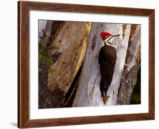 A Male Pileated Woodpecker Looks Around Before Boring into the Trunk of a Dead Pine-null-Framed Photographic Print