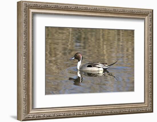 A Male Pintail Duck Glides on a Pond in a Wetland Marsh-John Alves-Framed Photographic Print