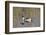 A Male Pintail Duck Glides on a Pond in a Wetland Marsh-John Alves-Framed Photographic Print