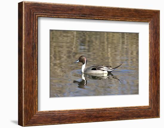 A Male Pintail Duck Glides on a Pond in a Wetland Marsh-John Alves-Framed Photographic Print