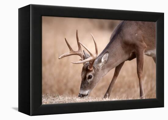 A Male Whitetail Deer Grazes in a Meadow of Dry Grass in the Fall-John Alves-Framed Premier Image Canvas