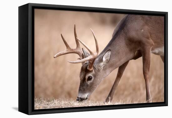 A Male Whitetail Deer Grazes in a Meadow of Dry Grass in the Fall-John Alves-Framed Premier Image Canvas