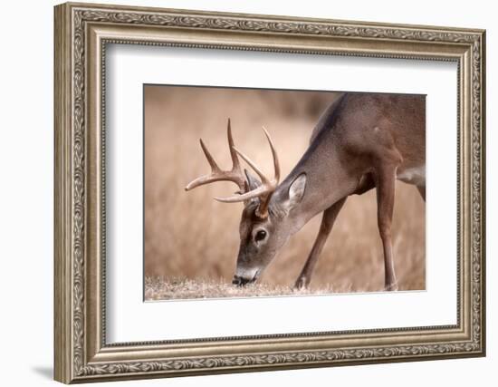 A Male Whitetail Deer Grazes in a Meadow of Dry Grass in the Fall-John Alves-Framed Photographic Print