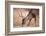 A Male Whitetail Deer Grazes in a Meadow of Dry Grass in the Fall-John Alves-Framed Photographic Print