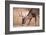 A Male Whitetail Deer Grazes in a Meadow of Dry Grass in the Fall-John Alves-Framed Photographic Print