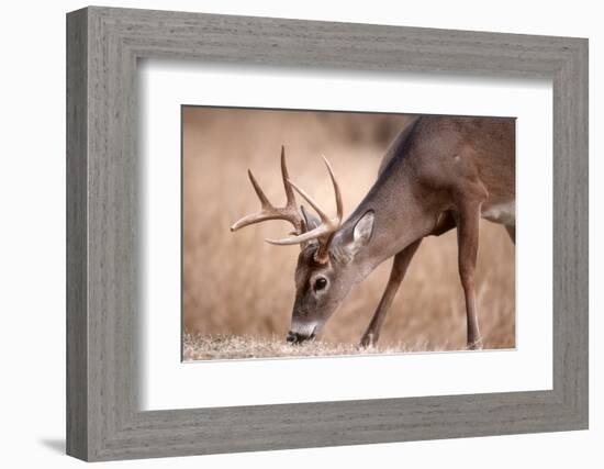 A Male Whitetail Deer Grazes in a Meadow of Dry Grass in the Fall-John Alves-Framed Photographic Print