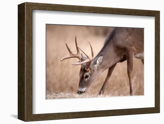 A Male Whitetail Deer Grazes in a Meadow of Dry Grass in the Fall-John Alves-Framed Photographic Print