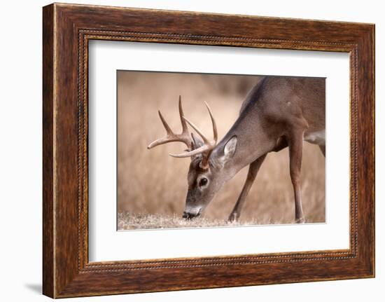 A Male Whitetail Deer Grazes in a Meadow of Dry Grass in the Fall-John Alves-Framed Photographic Print