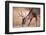 A Male Whitetail Deer Grazes in a Meadow of Dry Grass in the Fall-John Alves-Framed Photographic Print