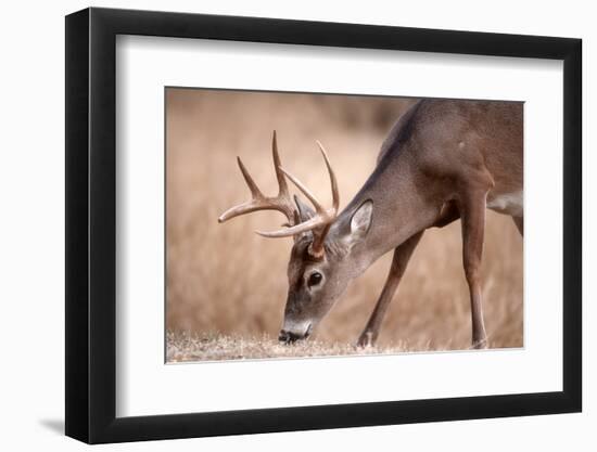 A Male Whitetail Deer Grazes in a Meadow of Dry Grass in the Fall-John Alves-Framed Photographic Print