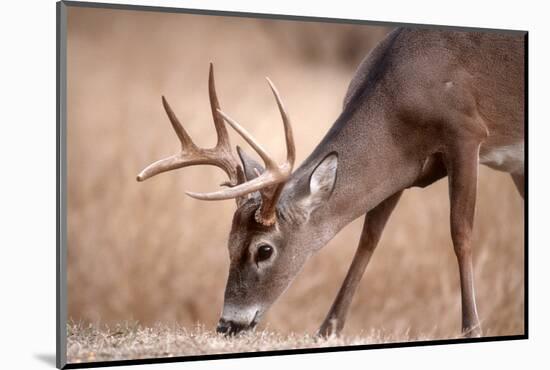 A Male Whitetail Deer Grazes in a Meadow of Dry Grass in the Fall-John Alves-Mounted Photographic Print
