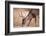 A Male Whitetail Deer Grazes in a Meadow of Dry Grass in the Fall-John Alves-Framed Photographic Print