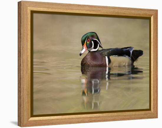 A Male Wood Duck (Aix Sponsa) on a Small Pond in Southern California.-Neil Losin-Framed Premier Image Canvas