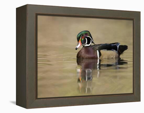 A Male Wood Duck (Aix Sponsa) on a Small Pond in Southern California.-Neil Losin-Framed Premier Image Canvas