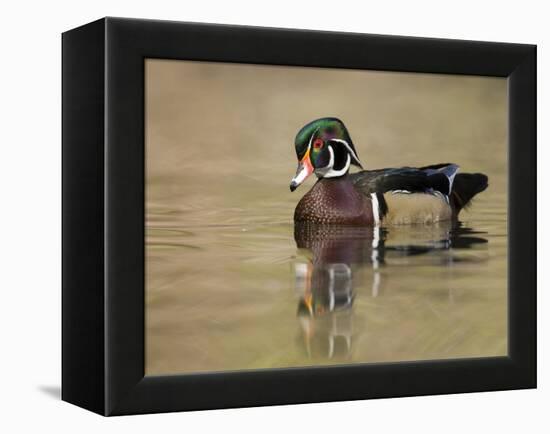 A Male Wood Duck (Aix Sponsa) on a Small Pond in Southern California.-Neil Losin-Framed Premier Image Canvas