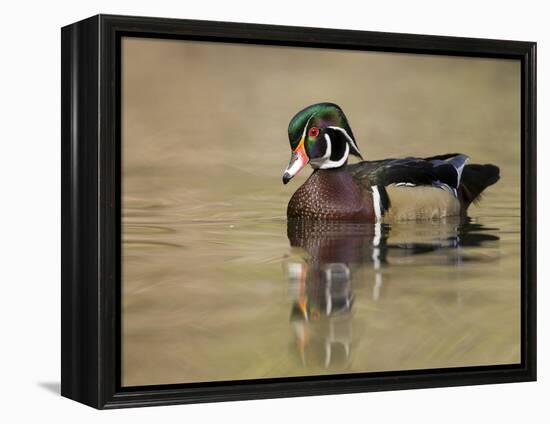 A Male Wood Duck (Aix Sponsa) on a Small Pond in Southern California.-Neil Losin-Framed Premier Image Canvas