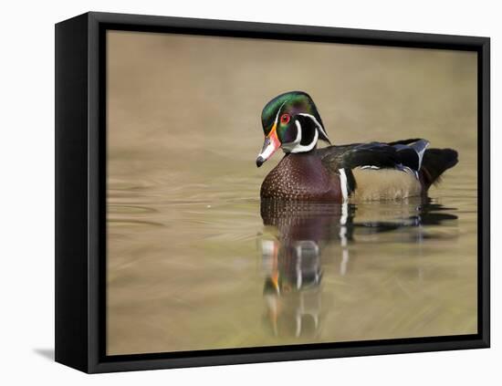 A Male Wood Duck (Aix Sponsa) on a Small Pond in Southern California.-Neil Losin-Framed Premier Image Canvas