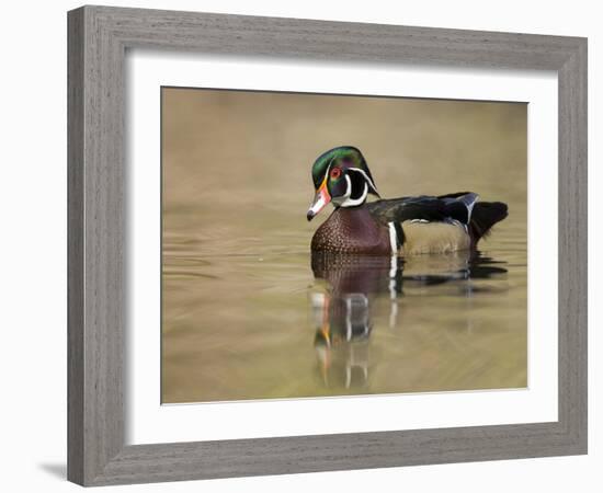 A Male Wood Duck (Aix Sponsa) on a Small Pond in Southern California.-Neil Losin-Framed Photographic Print