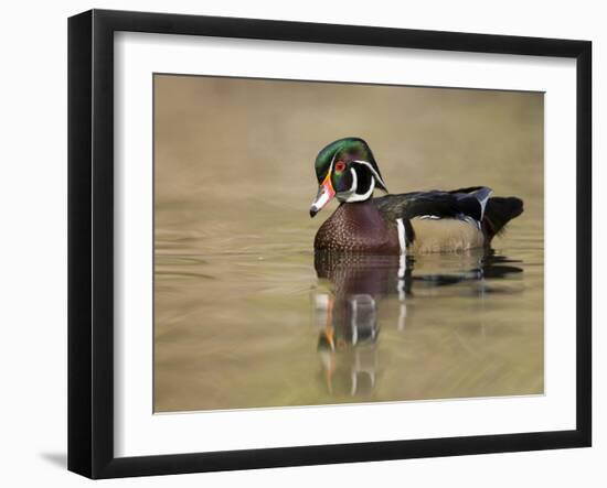 A Male Wood Duck (Aix Sponsa) on a Small Pond in Southern California.-Neil Losin-Framed Photographic Print