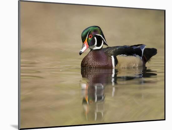 A Male Wood Duck (Aix Sponsa) on a Small Pond in Southern California.-Neil Losin-Mounted Photographic Print