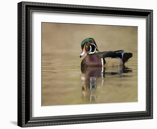 A Male Wood Duck (Aix Sponsa) on a Small Pond in Southern California.-Neil Losin-Framed Photographic Print