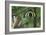 A Male Xiaotingia Zhengi Bird Tries to Surprise a Female-Stocktrek Images-Framed Art Print