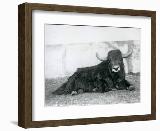 A Male Yak Lying in His Enclosure at London Zoo in 1928 (B/W Photo)-Frederick William Bond-Framed Giclee Print