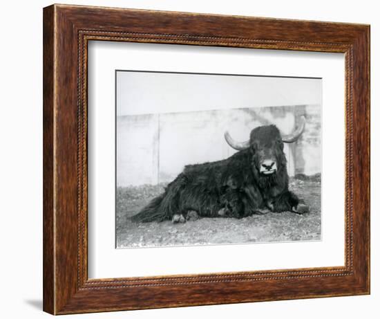 A Male Yak Lying in His Enclosure at London Zoo in 1928 (B/W Photo)-Frederick William Bond-Framed Giclee Print