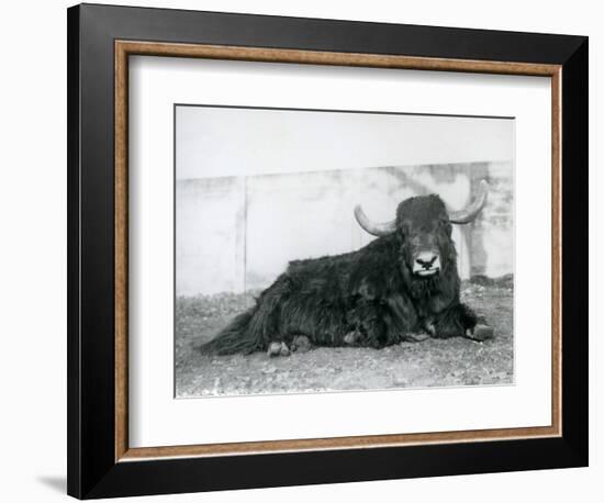 A Male Yak Lying in His Enclosure at London Zoo in 1928 (B/W Photo)-Frederick William Bond-Framed Giclee Print