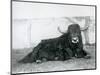 A Male Yak Lying in His Enclosure at London Zoo in 1928 (B/W Photo)-Frederick William Bond-Mounted Giclee Print