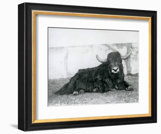 A Male Yak Lying in His Enclosure at London Zoo in 1928 (B/W Photo)-Frederick William Bond-Framed Giclee Print