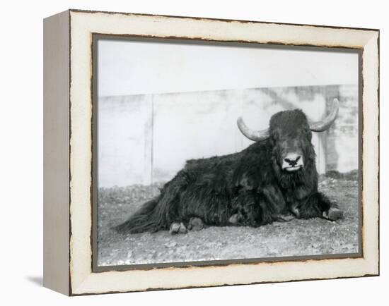 A Male Yak Lying in His Enclosure at London Zoo in 1928 (B/W Photo)-Frederick William Bond-Framed Premier Image Canvas